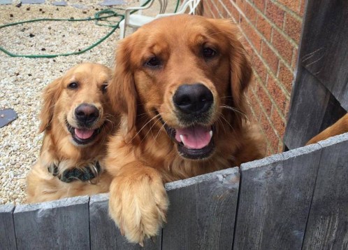 goldens
